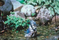 Splashing Blue Jay