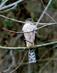 Sharp-shinned Hawk